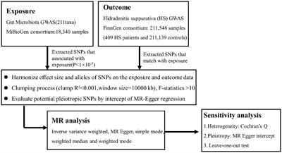 Causal relationship between gut microbiota and hidradenitis suppurativa: a two-sample Mendelian randomization study
